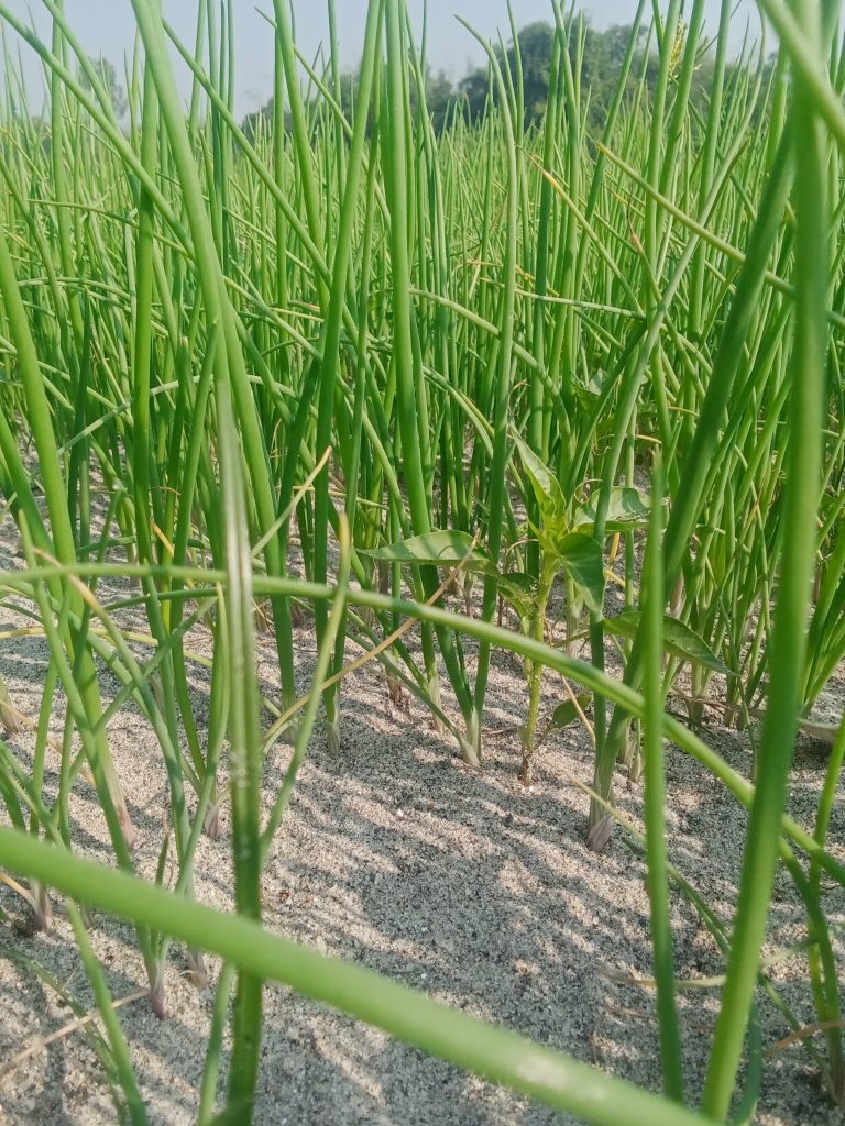 পিয়াজ চাষে বাম্পার ফলন পঞ্চগড়ের কৃষকদের