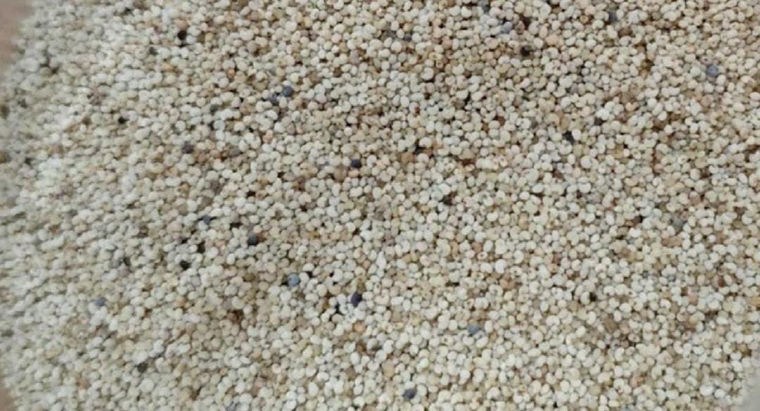 পাখির খাদ্যের আড়ালে এলো ২৫ হাজার কেজি মাদক